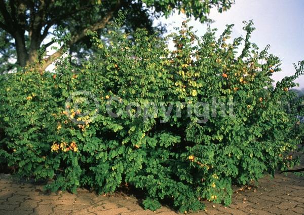 White blooms; Pink blooms; Evergreen