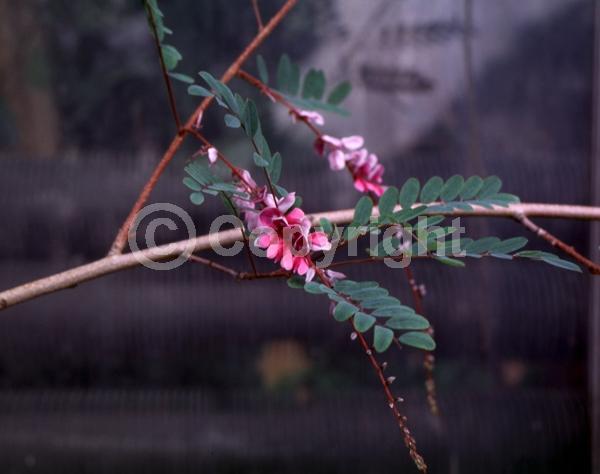 Purple blooms; Pink blooms; Evergreen