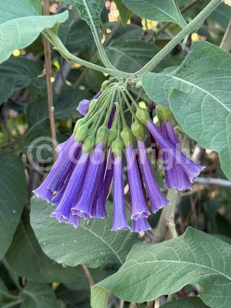 Blue blooms; Purple blooms; Deciduous; Broadleaf