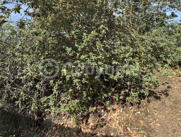 Blue blooms; Purple blooms; Deciduous; Broadleaf