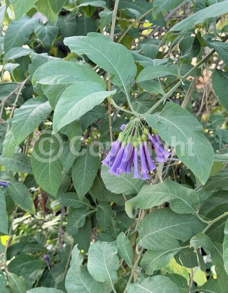 Blue blooms; Purple blooms; Deciduous; Broadleaf