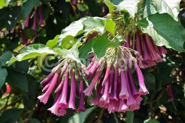 Blue blooms; Purple blooms; Deciduous; Broadleaf