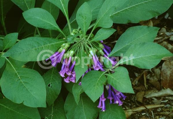 Blue blooms; Purple blooms; Deciduous; Broadleaf