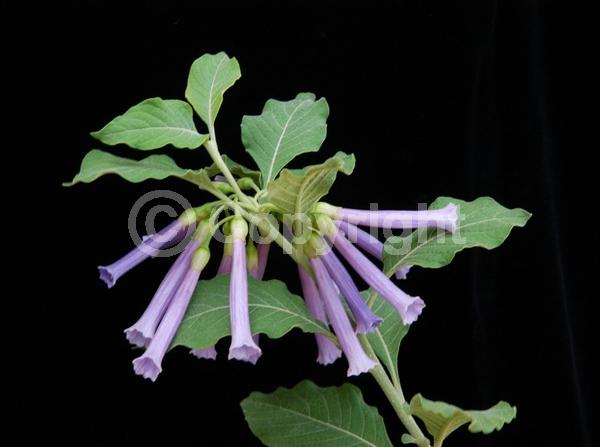 Blue blooms; Purple blooms; Deciduous; Broadleaf