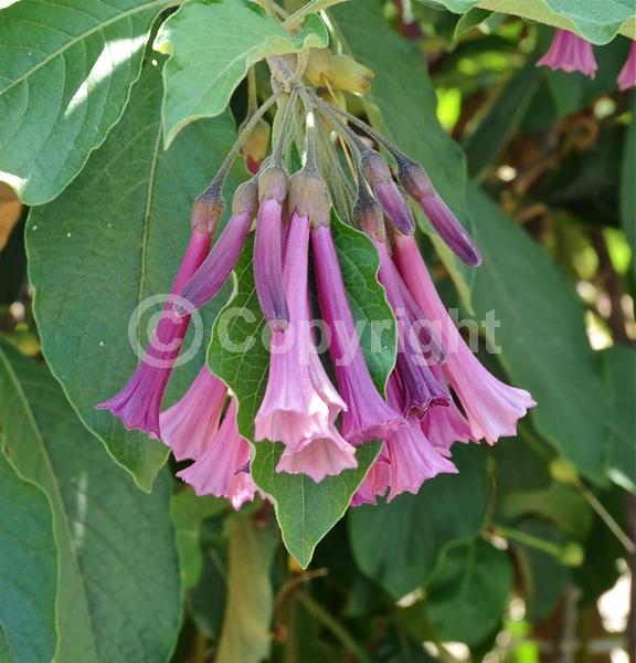 Blue blooms; Purple blooms; Deciduous; Broadleaf