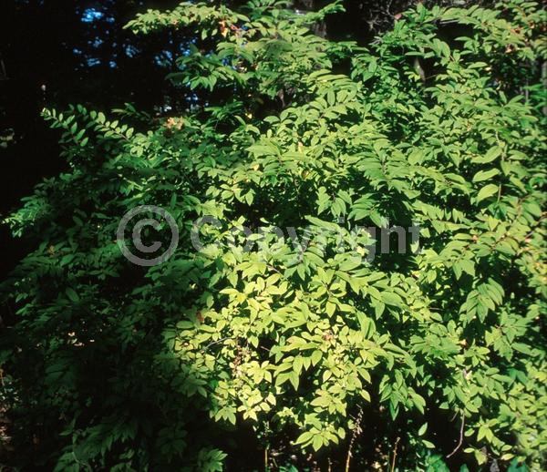 White blooms; Semi-evergreen; Deciduous; 