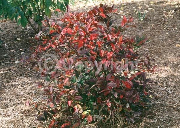 White blooms; Deciduous; Broadleaf; North American Native