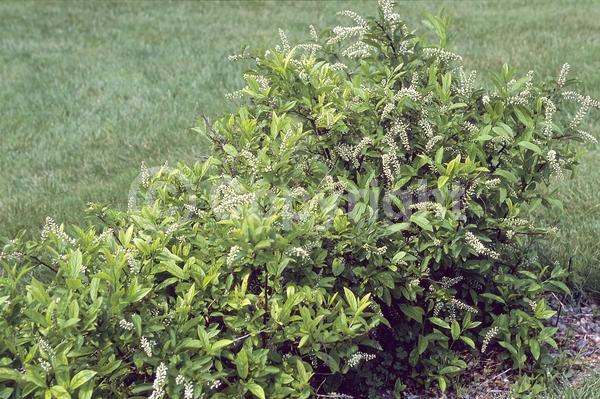 White blooms; Deciduous; Broadleaf; North American Native