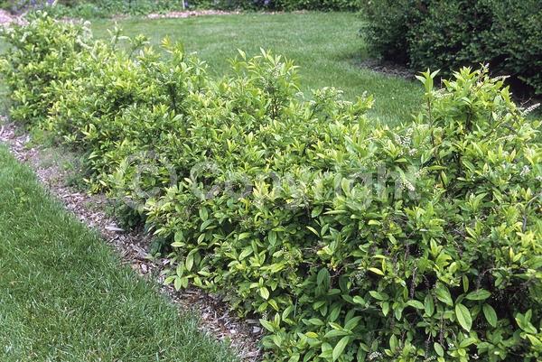 White blooms; Deciduous; Broadleaf; North American Native