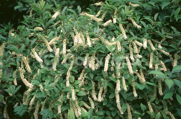 White blooms; Deciduous; Broadleaf; North American Native