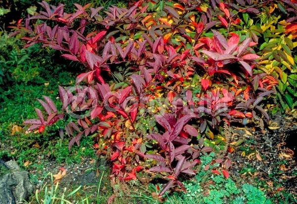 White blooms; Deciduous; Broadleaf; North American Native