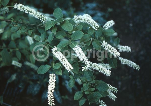 White blooms; Evergreen; North American Native