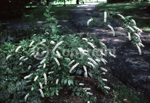 White blooms; Evergreen; North American Native