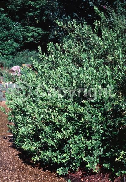 White blooms; Semi-evergreen; North American Native