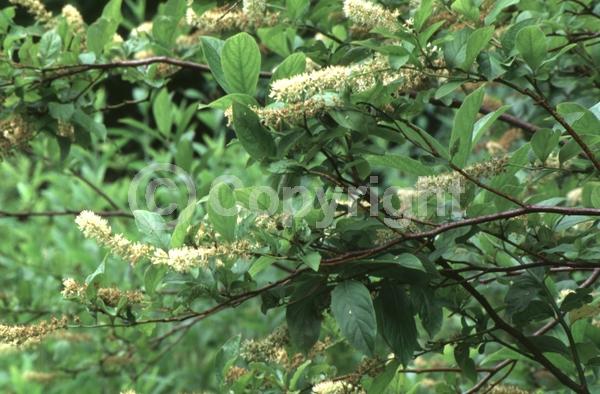 White blooms; Semi-evergreen; Deciduous; North American Native