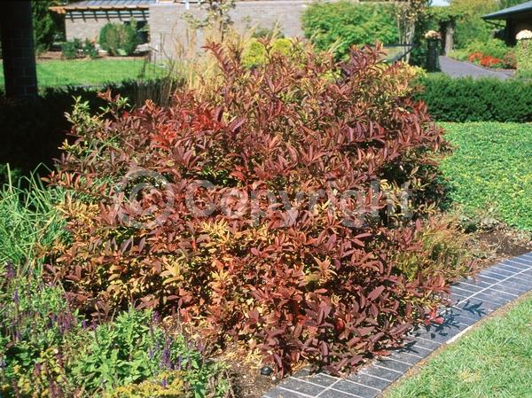 White blooms; Semi-evergreen; Deciduous; North American Native