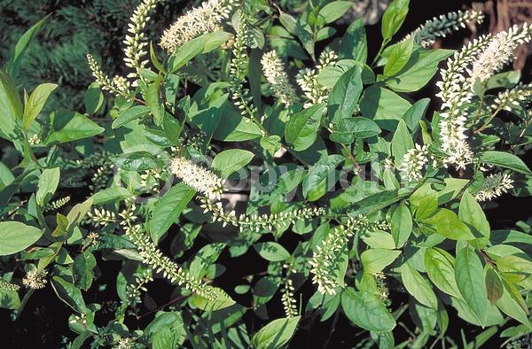 White blooms; Semi-evergreen; Deciduous; North American Native