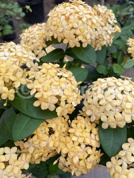 Red blooms; Orange blooms; Yellow blooms; White blooms; Pink blooms; Evergreen