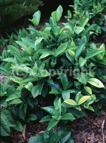 Red blooms; Evergreen; Needles or needle-like leaf