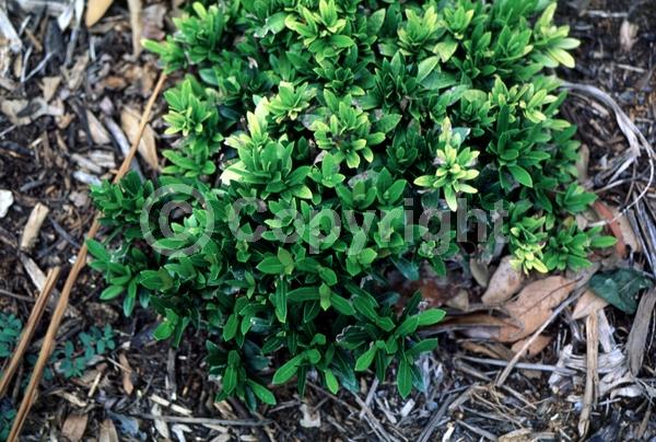 Red blooms; Evergreen; Needles or needle-like leaf