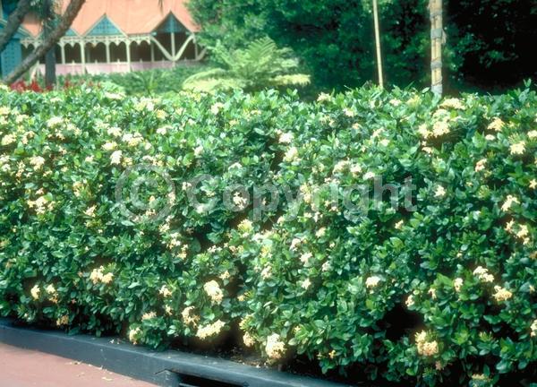 Red blooms; Orange blooms; Yellow blooms; White blooms; Pink blooms; Evergreen; Needles or needle-like leaf