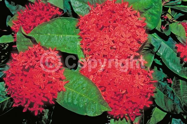 Red blooms; Orange blooms; Yellow blooms; White blooms; Pink blooms; Evergreen; Needles or needle-like leaf