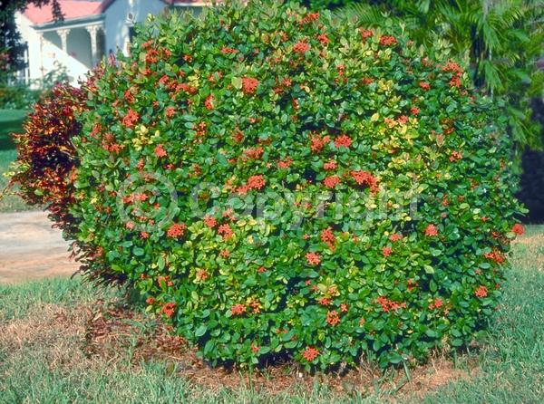 Red blooms; Orange blooms; Yellow blooms; White blooms; Pink blooms; Evergreen; Needles or needle-like leaf