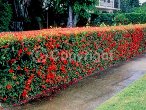 Red blooms; Orange blooms; Yellow blooms; White blooms; Pink blooms; Evergreen; Needles or needle-like leaf