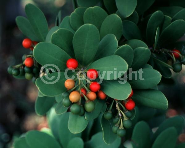 White blooms; Evergreen; North American Native