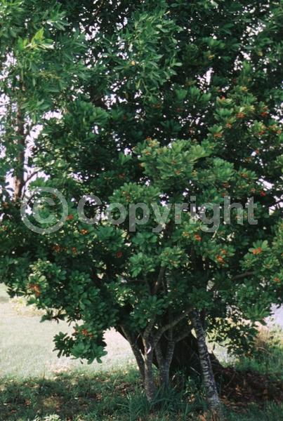 White blooms; Evergreen; North American Native