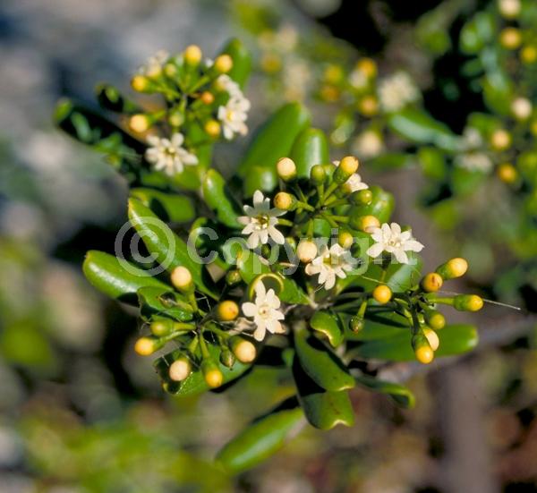 White blooms; Evergreen; North American Native