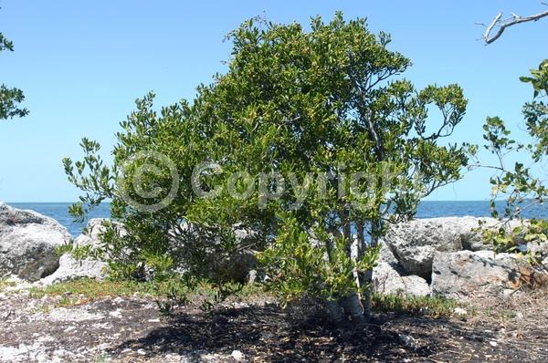 White blooms; Evergreen; North American Native