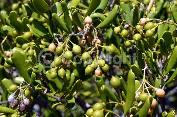 White blooms; Evergreen; North American Native