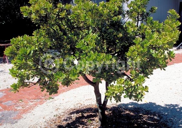 White blooms; Evergreen; North American Native