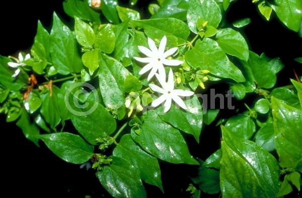 White blooms; Evergreen; Needles or needle-like leaf