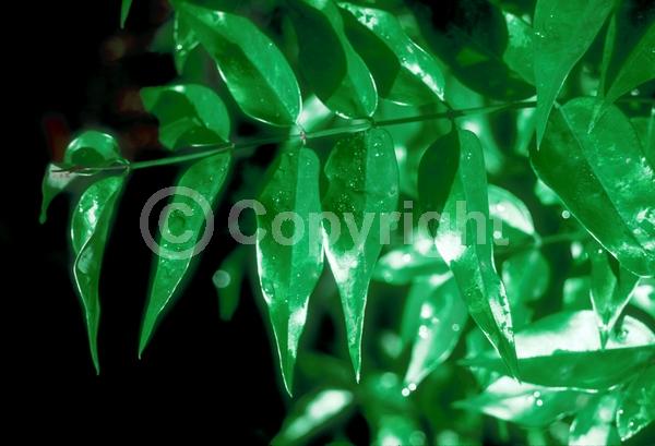 White blooms; Evergreen; Needles or needle-like leaf