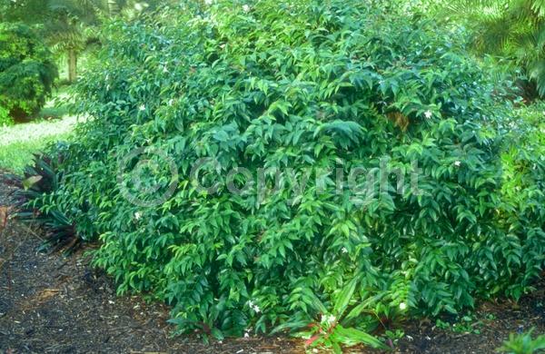 White blooms; Evergreen; Needles or needle-like leaf