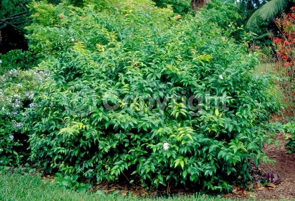White blooms; Evergreen; Needles or needle-like leaf