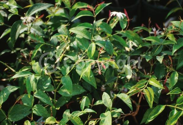White blooms; Semi-evergreen