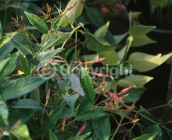White blooms; Semi-evergreen