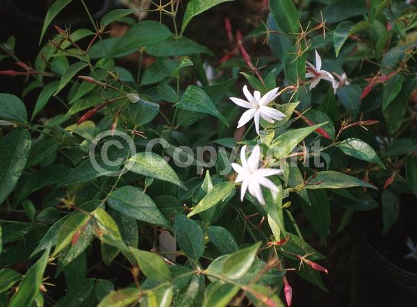 White blooms; Semi-evergreen