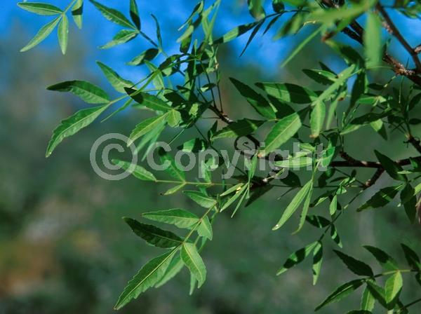 Red blooms; Evergreen; North American Native
