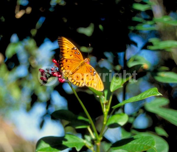 Red blooms; Evergreen; Needles or needle-like leaf; North American Native