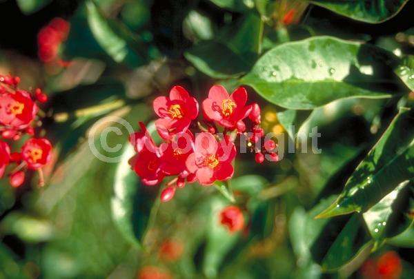 Red blooms; Evergreen; Needles or needle-like leaf; North American Native