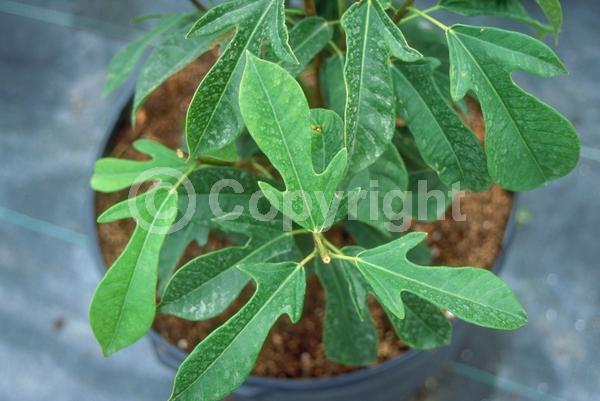 Red blooms; Evergreen; Needles or needle-like leaf; North American Native