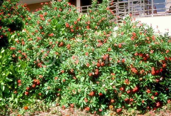 Red blooms; Evergreen; Needles or needle-like leaf; North American Native