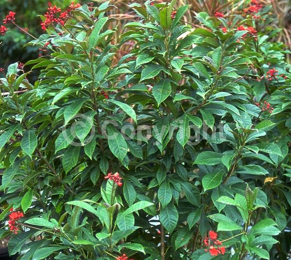 Red blooms; Evergreen; Needles or needle-like leaf; North American Native