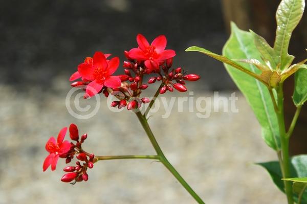 Red blooms; Evergreen; Needles or needle-like leaf; North American Native