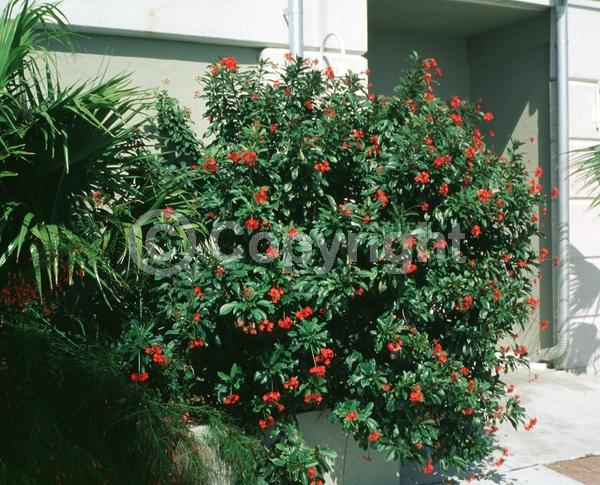 Red blooms; Evergreen; Needles or needle-like leaf; North American Native