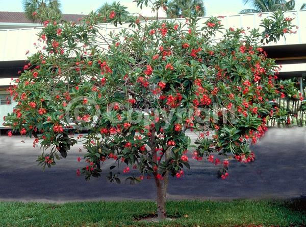 Red blooms; Evergreen; Needles or needle-like leaf; North American Native
